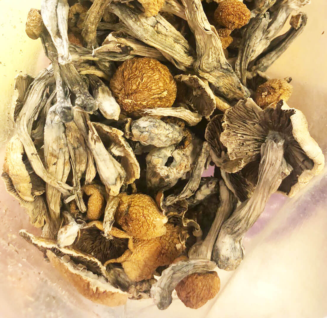 MEXICAN CUBENSIS SHROOMS - Low Price Bud