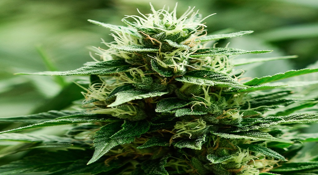 buy indica, sativa and hybrid cannabis strain