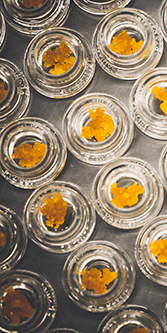 Buy LPB Shatter – Mike Tyson (Indica) online Canada