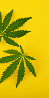 Buy High Octane OG (Craft Cannabis) online Canada