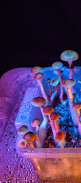 Buy Mushrooms – Blue Meanies online Canada
