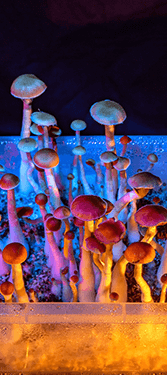 Buy Room 920 Mushroom Jelly – Blue Raspberry online Canada