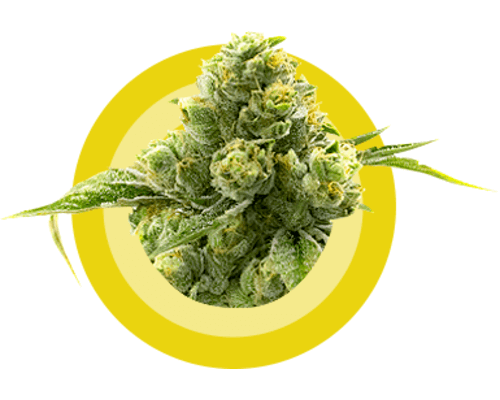 Buy Supreme Octane (Craft Cannabis) online Canada