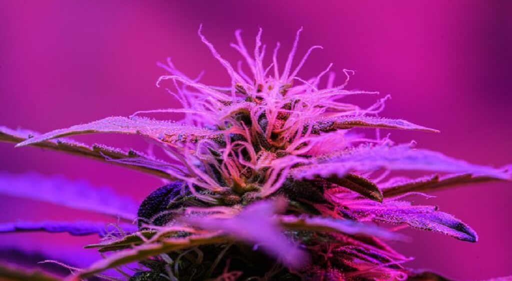 Purple Cannabis | What Makes Cannabis Strains Turn Purple