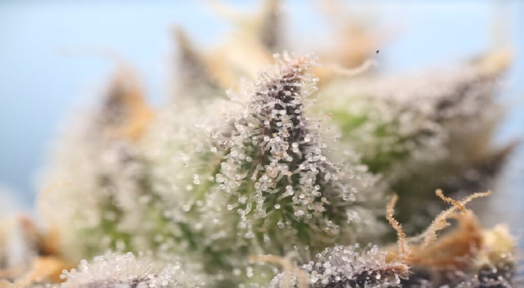 The Entourage Effect | How Terpenes Work with Cannabinoids