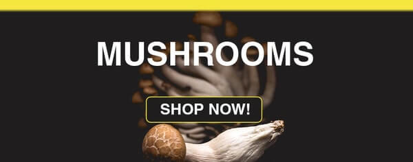 Buy Mushrooms Online