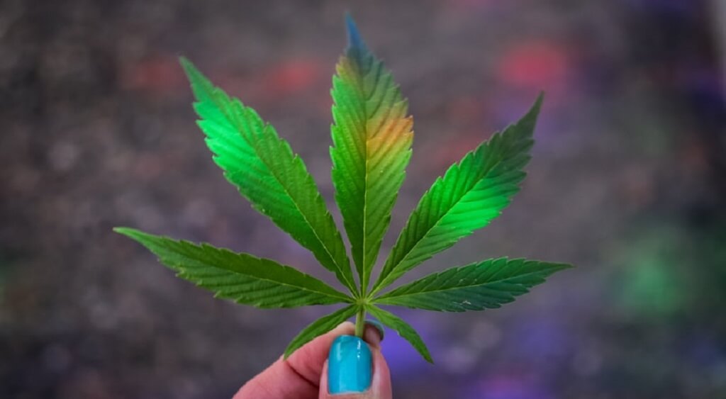 Why is Marijuana Called Pot?