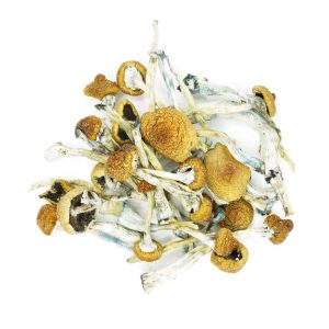 Buy Mushrooms – Alacabenzi online Canada
