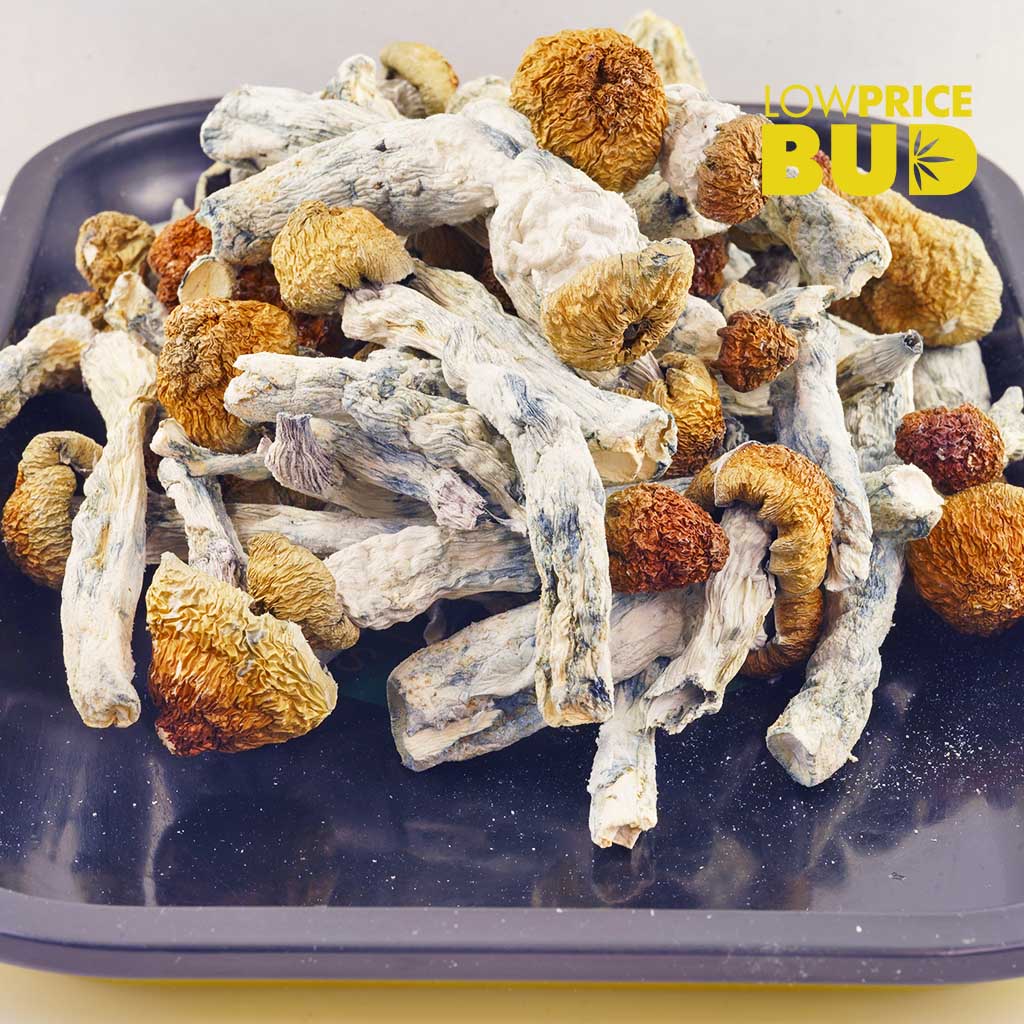 Buy Mushrooms – Melmac online Canada