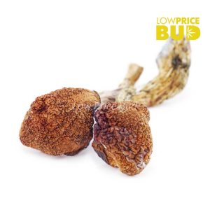 Buy Mushrooms – Daddy Long Legs online Canada