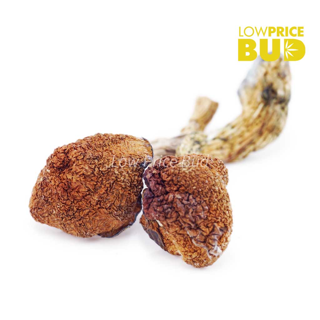 Mushrooms – Daddy Long Legs Buy Mushrooms – Daddy Long Legs online Canada