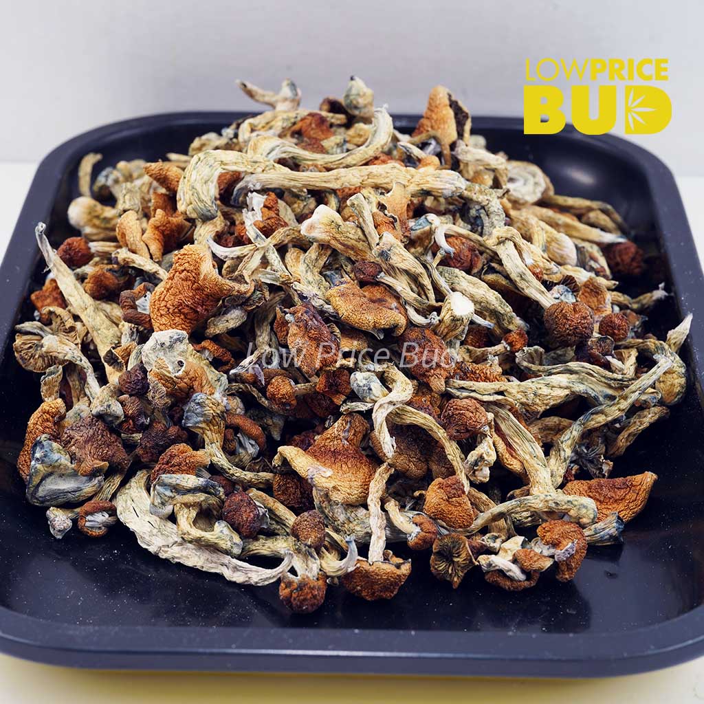 Mushrooms – Daddy Long Legs Buy Mushrooms – Daddy Long Legs online Canada