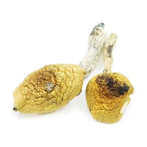 Buy Mushrooms – Golden Teacher online Canada