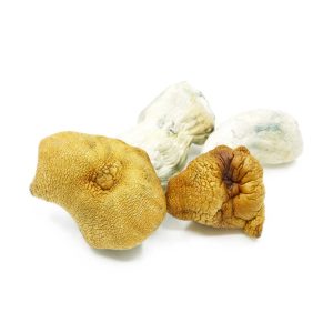 Buy Build Your Own Mushrooms Half Pound online Canada