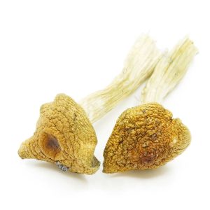 Buy Build Your Own Mushrooms Oz 8 x 3.5g online Canada