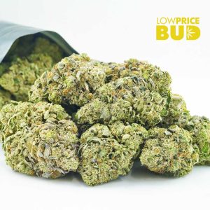 Pink Tom Ford (AAAA) BY GASLEAK Buy Pink Tom Ford (AAAA) BY GASLEAK online Canada