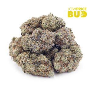 Tropicana Punch (AAAA) Buy Tropicana Punch (AAAA) online Canada