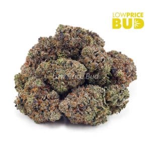 Gas Mask (AAAA) Buy Gas Mask (AAAA) online Canada