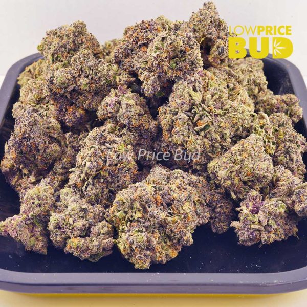 Buy Purple Pug’s Breath (Craft Cannabis) online Canada