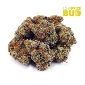 Amnesia Haze (AA) Buy Amnesia Haze (AA) online Canada
