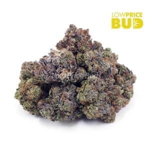 Platinum Pink (AAA) Buy Platinum Pink (AAA) online Canada