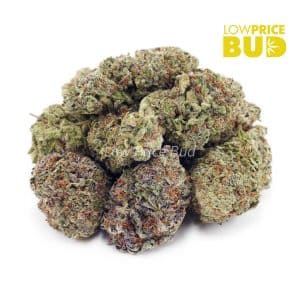 El Chapo (AAA) Buy El Chapo (AAA) online Canada