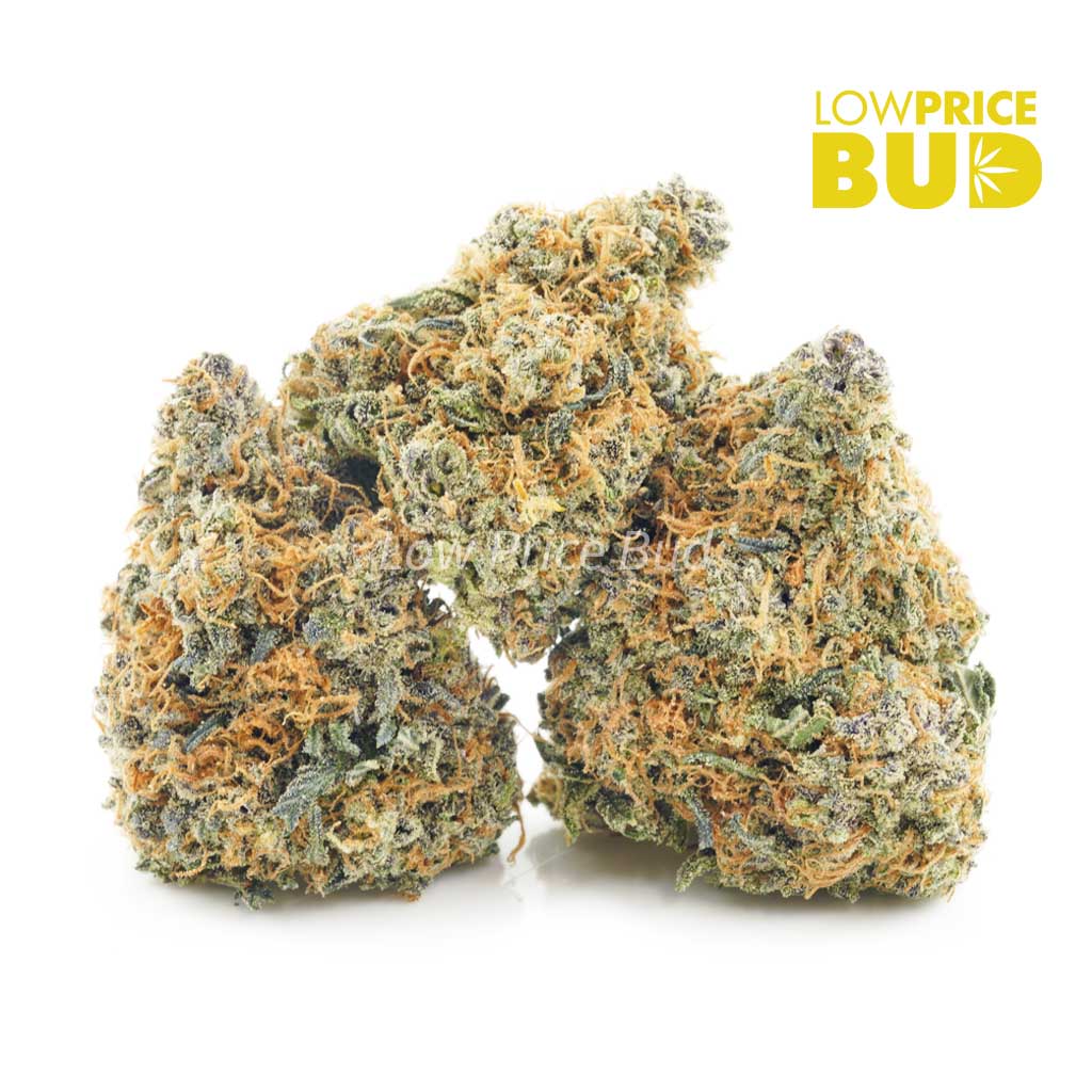 Chocolate Haze (AA) Buy Chocolate Haze (AA) online Canada