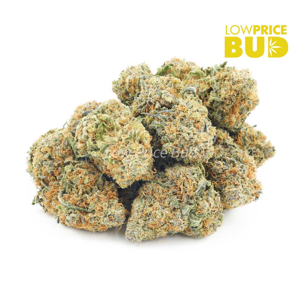 Chocolate Haze (AA) Buy Chocolate Haze (AA) online Canada