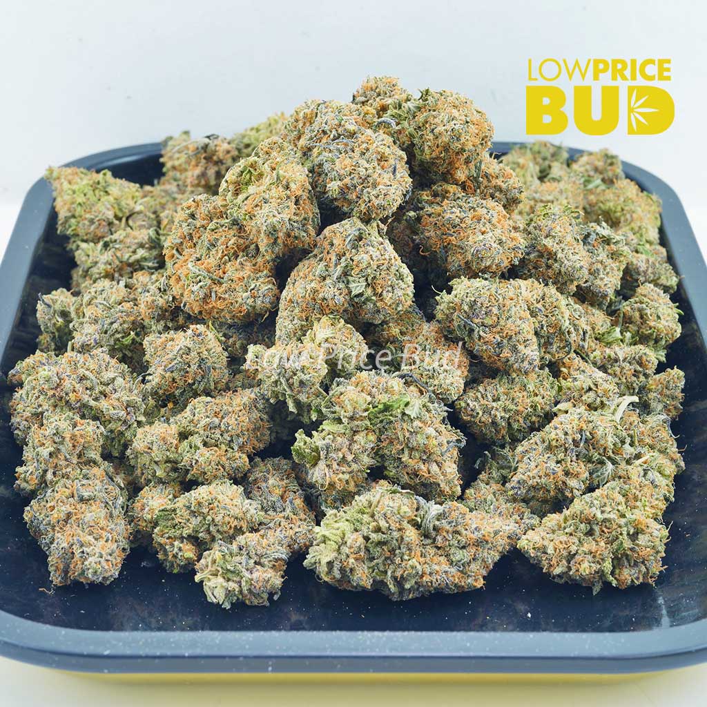 Chocolate Haze (AA) Buy Chocolate Haze (AA) online Canada