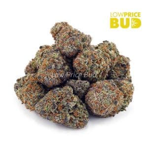 Blue Comatose (AAA) Buy Blue Comatose (AAA) online Canada