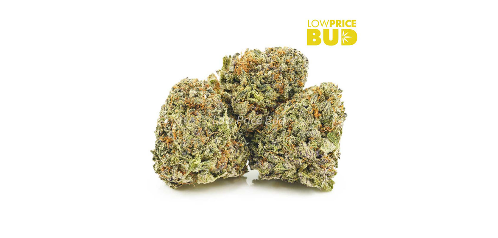 image of black widow strain buy weed online in canada. Online dispensary cannabis canada cheap weed from lowpricebud.co.