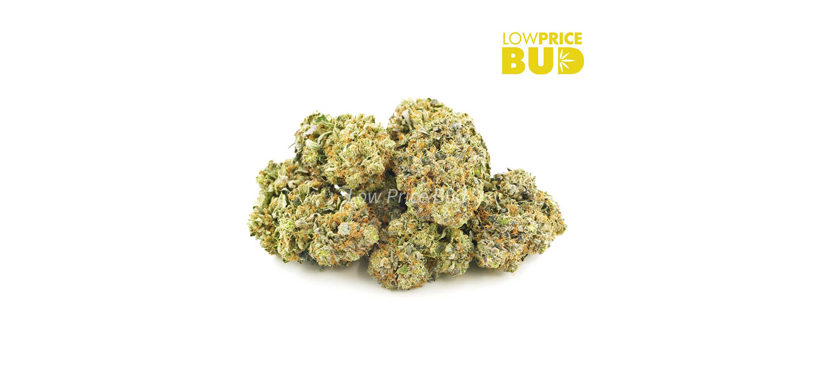 image of black cherry punch strain buds for sale online canada