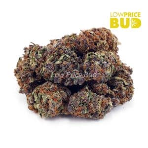 Purple Haze (AAA) Buy Purple Haze (AAA) online Canada