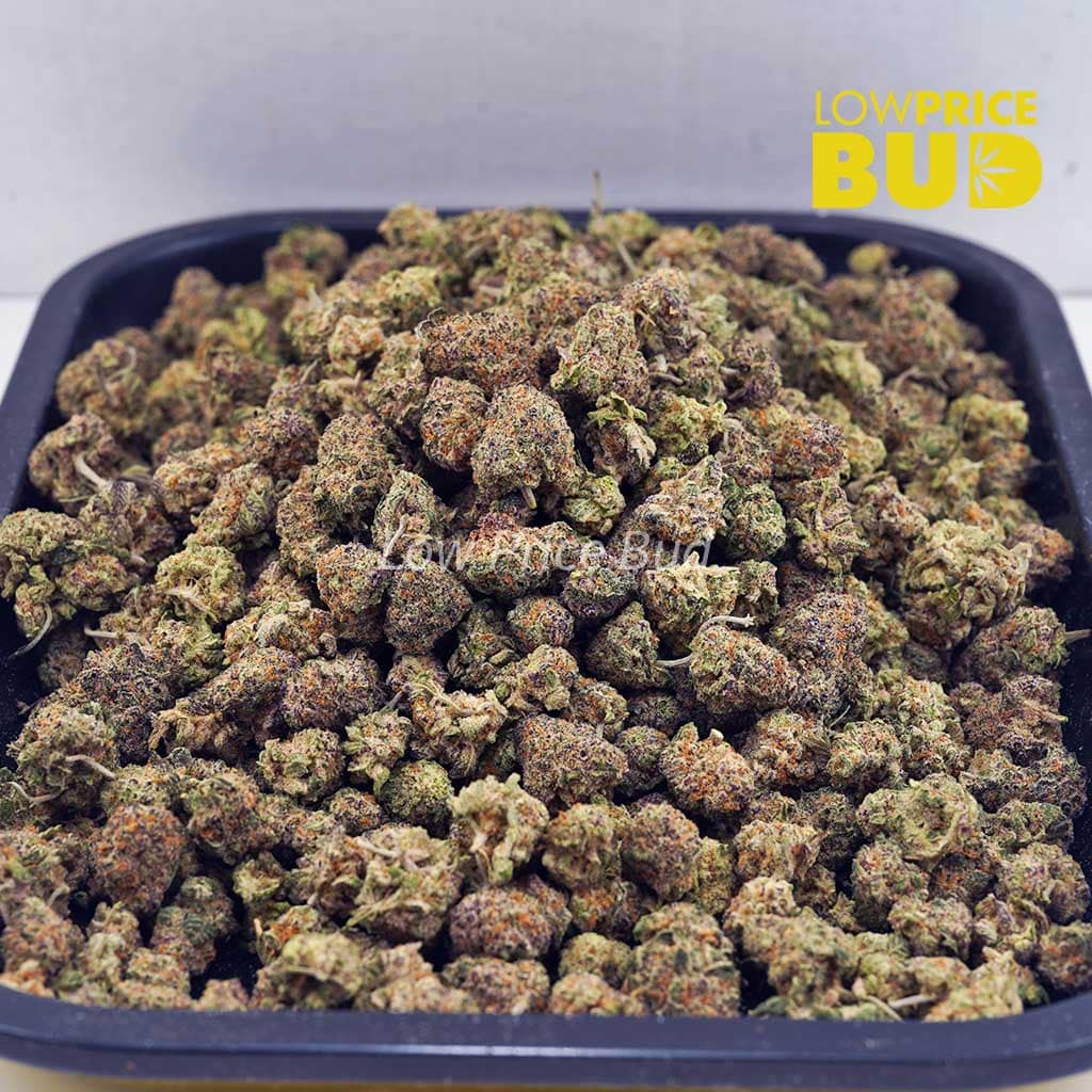 Jack Herer (AAAA) – Popcorn Nugs Buy Jack Herer (AAAA) – Popcorn Nugs online Canada