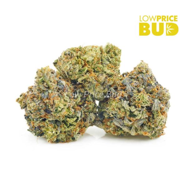 Buy Pink Champagne (AAA) online Canada
