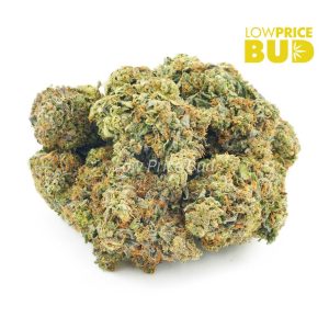 Buy Pink Champagne (AAA) online Canada