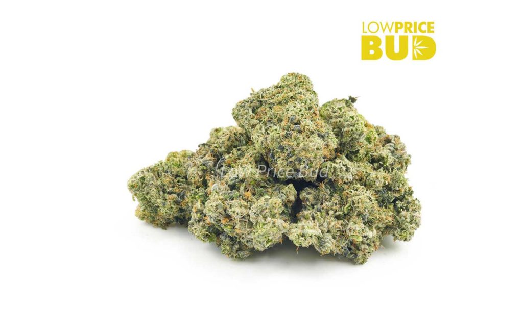 TOM FORD Weed strain buy weeds online. What Is A Hybrid Weed High Like.