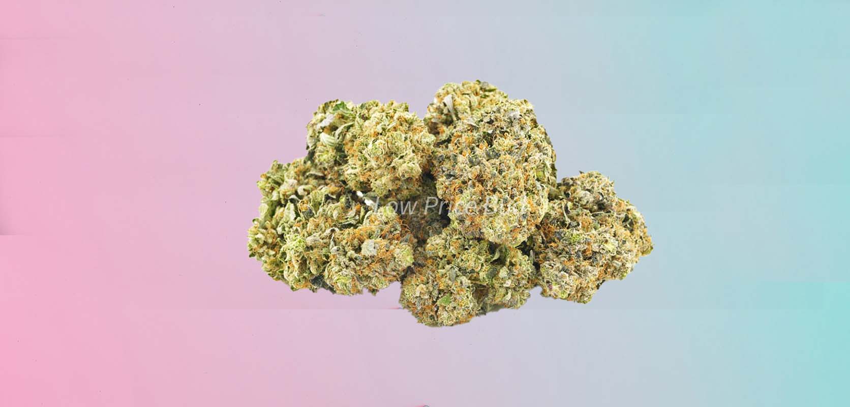 photo of black cherry soda strain cheap weed for sale online from lowpricebud.co online dispensary canada.