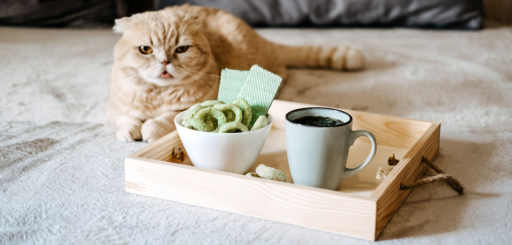 Image of tea serving and cat. buy weed online in canada from online dispensary low price bud.