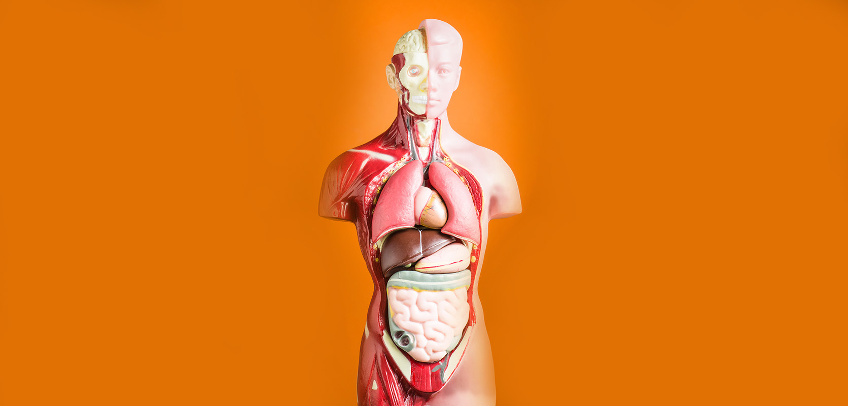 image of the human body. where to buy weed online in canada. 