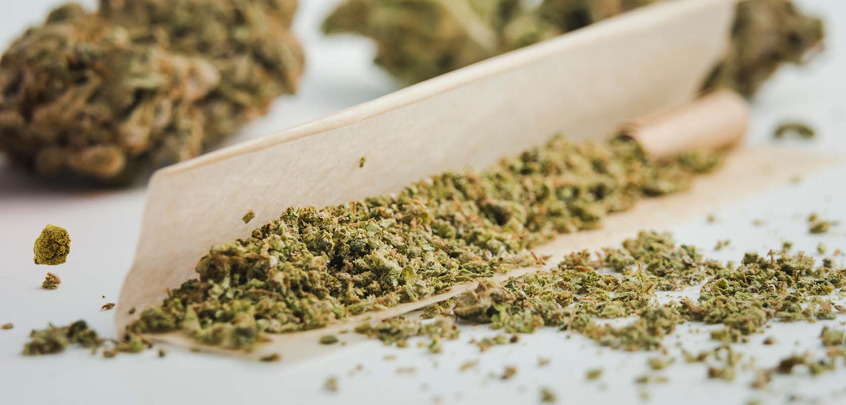 image of weed in a joint ready to be rolled and smoked. where to buy weed online in canada.