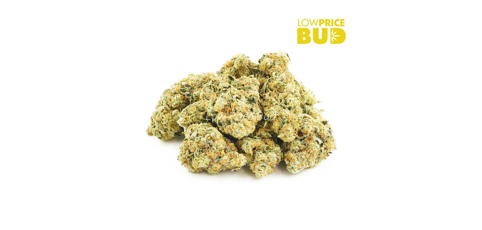 snow white strain cheap bud for sale online dispensary canada