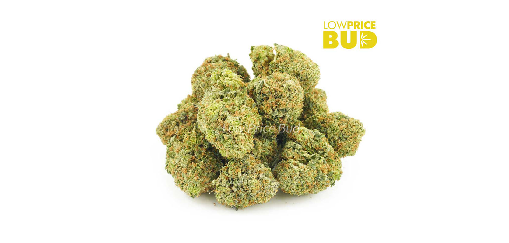 Blue dream bugs from low price bud. buy weed online from mail order marijuana dispensary in BC.
