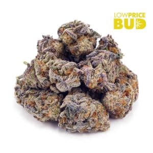 White Rhino (AA) Buy White Rhino (AA) online Canada