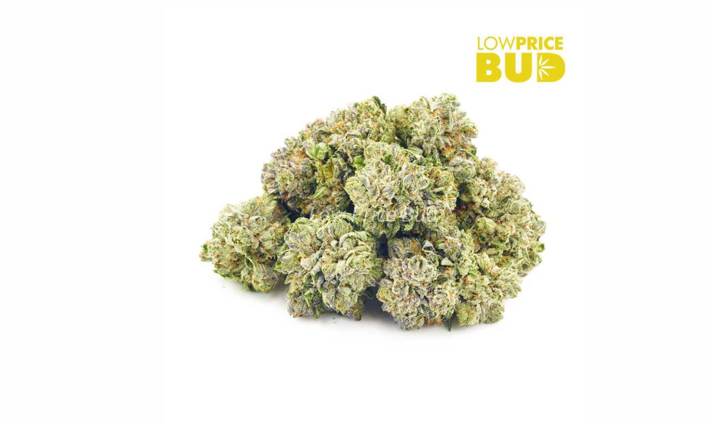 Buy weed High Octane OG from low price bud online dispensary in canada. buy weed online.