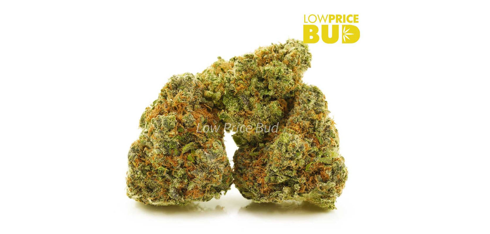Buy weed Strawberry Cough strain from low price bud online dispensary and mail order marijuana weed shop. buy weed online.