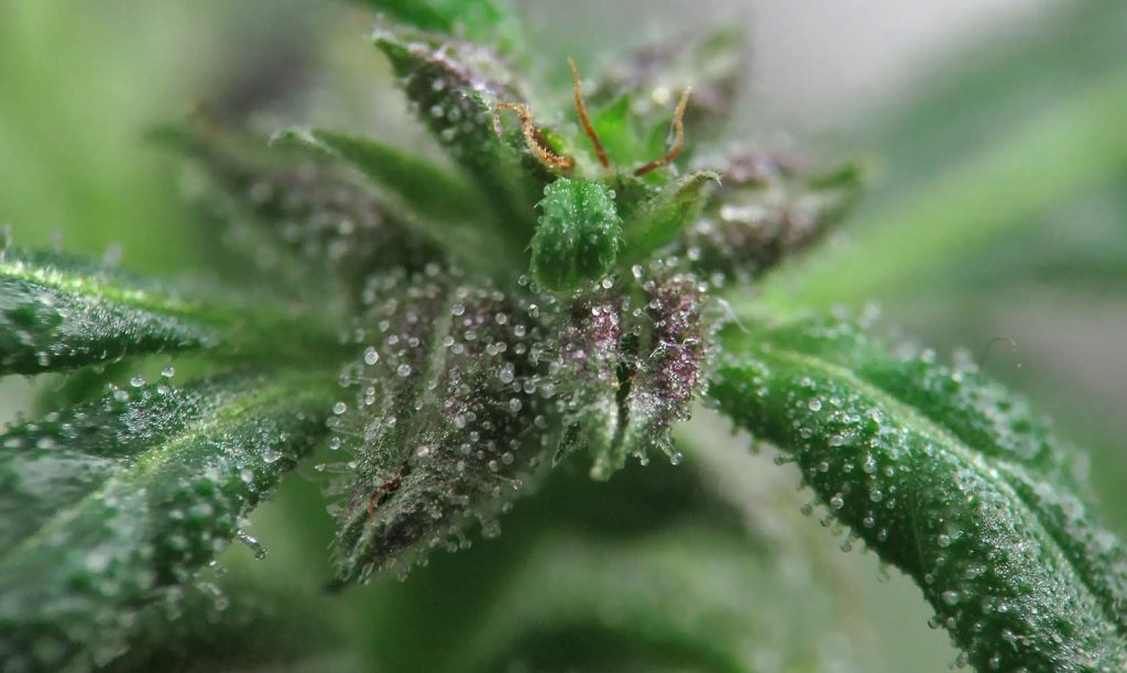 close up image of cannabis plant showing trichomes. buy weed online. cheap weed canada.