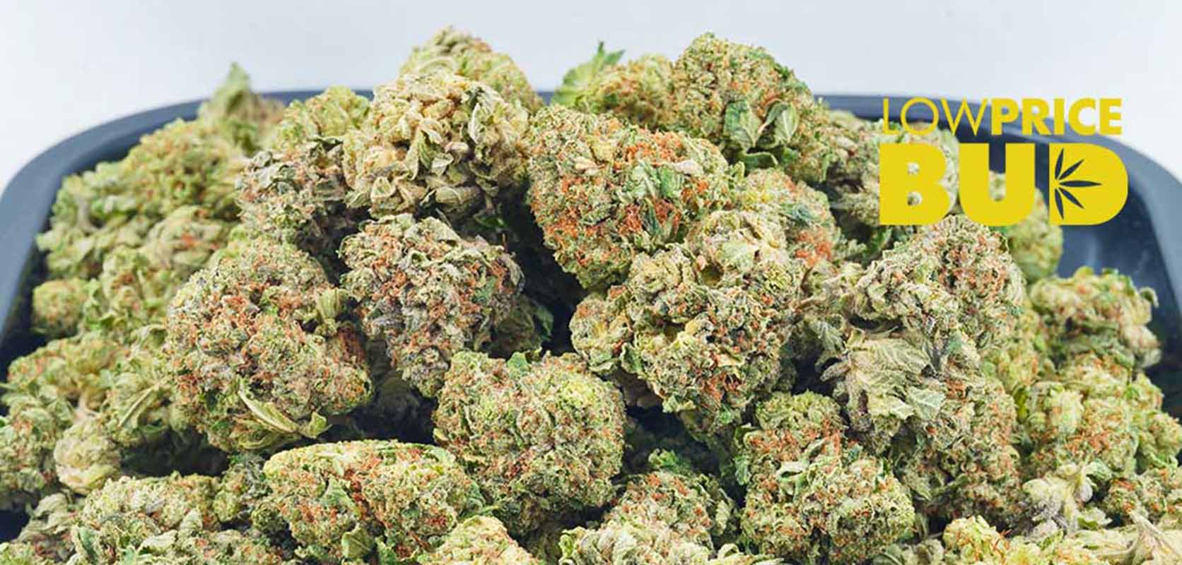 Buy Blue God AAA weed online in Canada from Low Price Bud online dispensary and mail order weed shop.