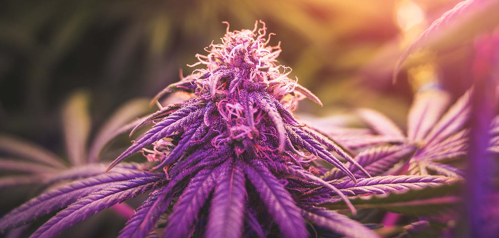 What Is Purple Haze Weed?