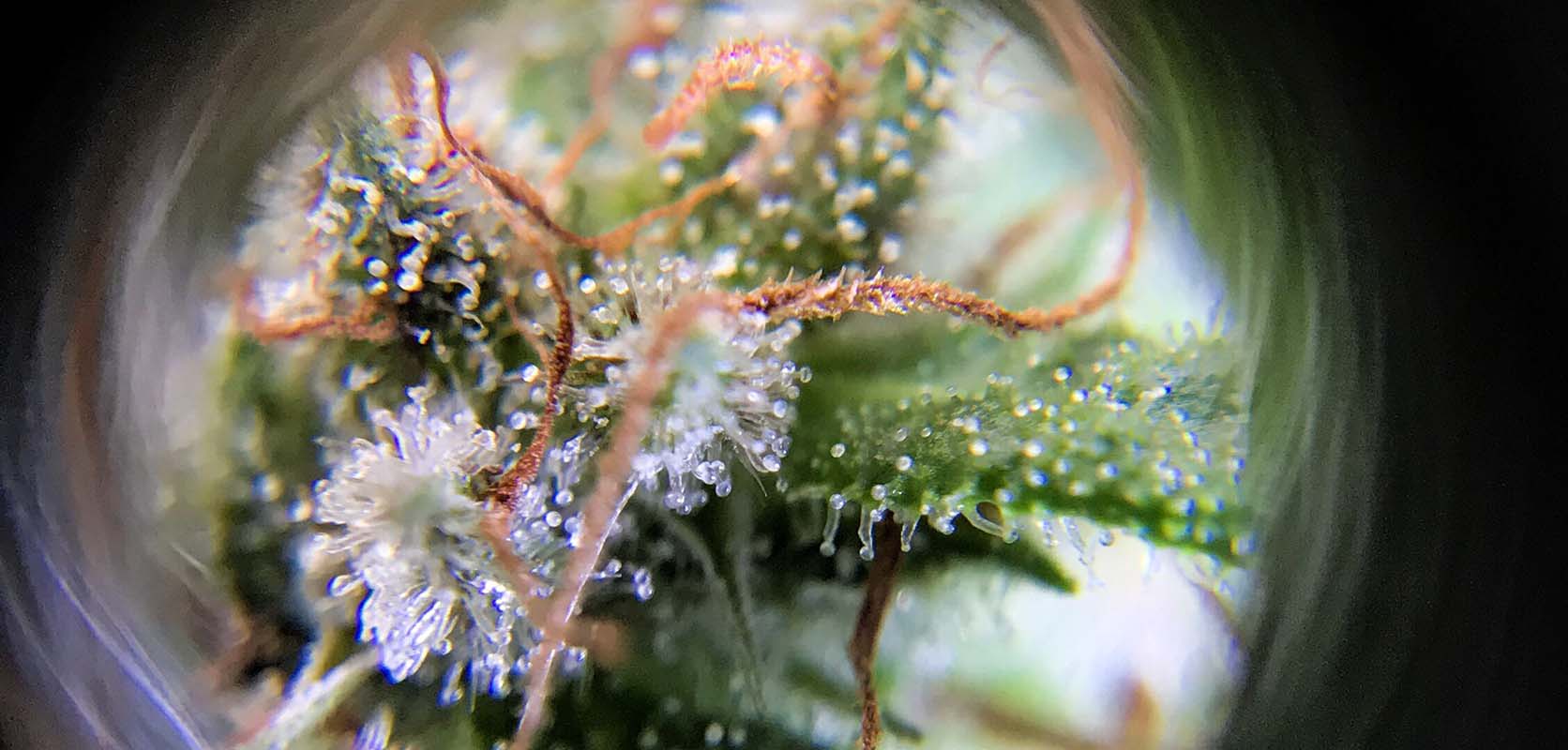 Capitate-sessile Trichomes on weed. buy weeds online. mail order weed canada. weed online